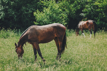 Naklejka na ściany i meble Beautiful horses grazing in the meadow. Summer meadow in a sunny day.