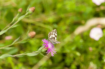 Schmetterlinge
