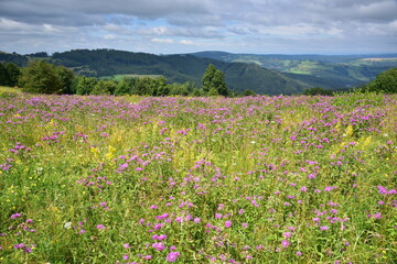 Louky Bile Karpaty, The White Carpathians meadows