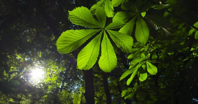 Horse Chestnut palmate leaf illuminated by setting sun green forest Ireland