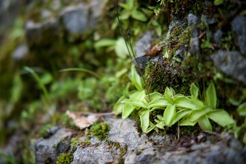 Pingicula ou grassette plante carnivore - nature biodiversité écosystème