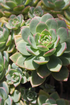 wonderful lush fractal succulent with a drop of rainwater