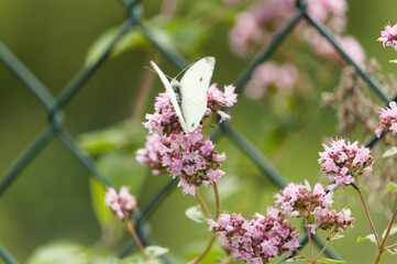 Schmetterlinge