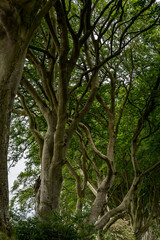 Road through the Dark Hedges tree tunnel at sunset in Ballymoney, Northern Ireland. It  is an avenue of old beech trees tunnel which planted in 18th century and become an attractions of tourist.