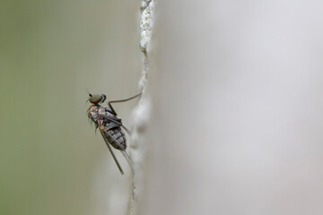 Longlegged Fly Medetera Dolichopodidae in close view