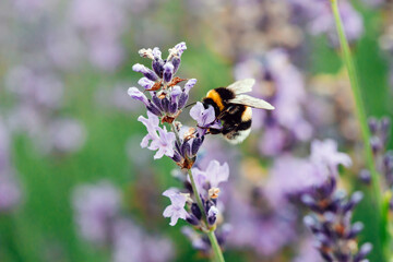 Bee bumblebee collects nectar in lavender field, close up
