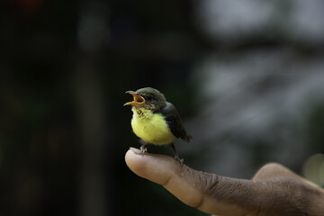 Shot of a small bird colored green and yellow perching on the finger of a human.