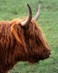 Image of scottish highland cow printed on Printed Glass Splashbacks