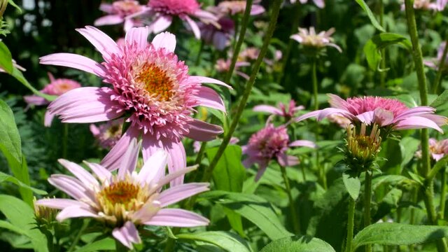 4K: A field of pink medicinal flowers with the scientific name "Echinacea" swaying in the wind on a green background of grass in the rays of the bright sun on a summer day, close-up, a place for text