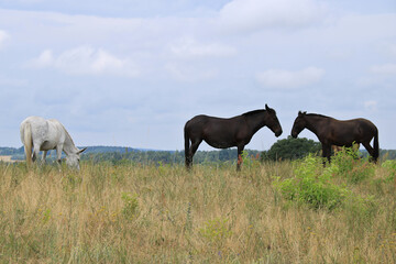 zwei braune und ein weißes Maultier auf der Wiese