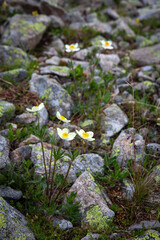 Flowers of alpine meadows on a background of stones.  Alpine flowers. A cloudy summer day.