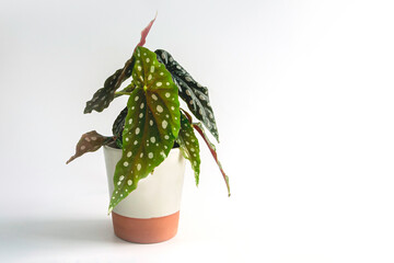 Close-up of modern houseplant Begonia maculata or polka dot begonia in white glazed terracotta pot isolated on a white background. The green leaves have silver spots with red undersides. Copy space.