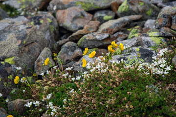 Flowers of alpine meadows on a background of stones. Alpine flowers. A cloudy summer day.