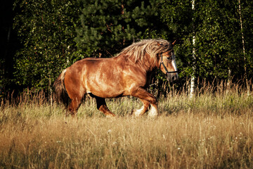 Polish chestnut cold blooded draft horse running forward in canter.