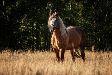 Polish chestnut cold blooded draft horse standing in the field near woods. Animal portrait.