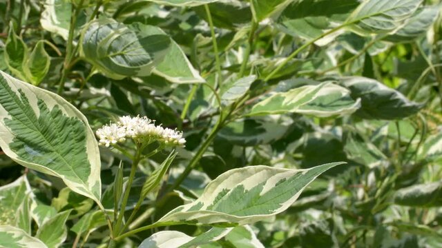 4K: Natural seamless pattern of multicolored green leaves with white ornament of plant with the scientific name "White deren, variegated turf" sways in the wind in the sun, a place for text, close up