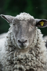 Friendly wooly sheep staring into the camera in summer on the dark natural background. Animal portrait.