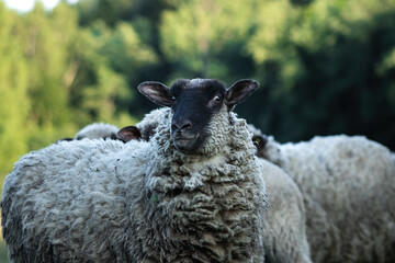Funny and cute withe wooly sheep with black head making faces.