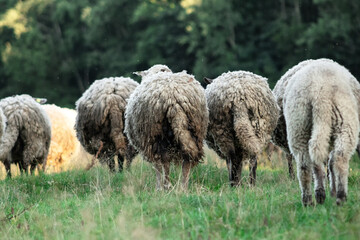 Herd of wooly sheep with long tails running away. View from the back.