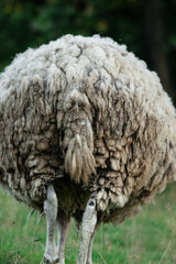 Sheep with long uncut tail. View from the back.