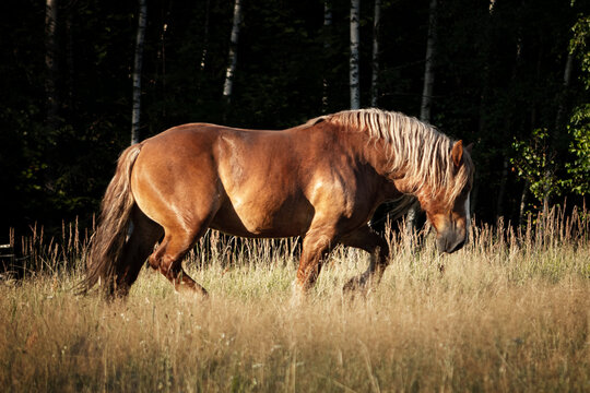 Polish chestnut cold blooded draft horse running forward in trot.