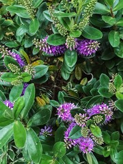 purple and yellow flowers