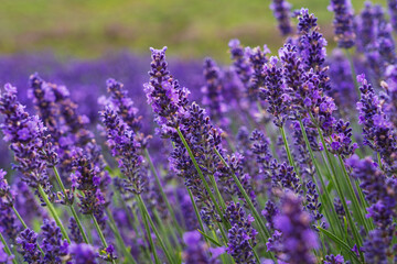 Lavender - close up shot of the blooming field