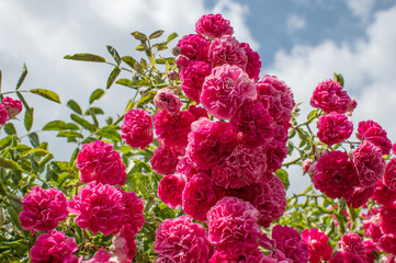 Pink blühende Kultur Rosen am Strauch vor blauem Himmel