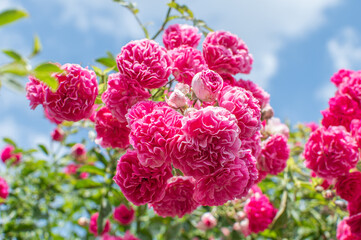 Pink blühende Kultur Rosen am Strauch vor blauem Himmel