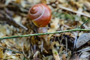 Close-up of an edible snail (helix pomatia) drinking waterdrops off a blade of grass