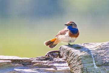 Blaukelchen © Felix H.