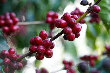 coffee plant