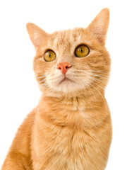 Ginger cat on white background stock photo