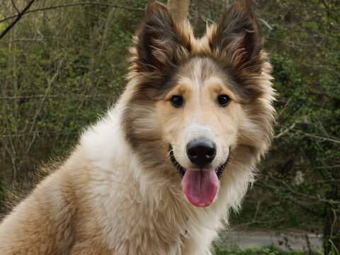 close up of a rough collie sheltie mix