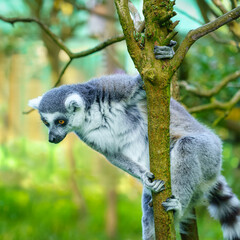 Lemur perched on a tree branch looking down.