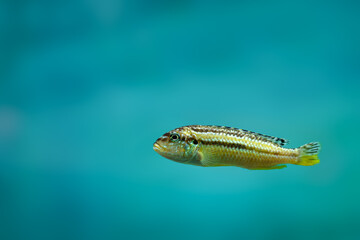 A solitary little fish on blue background with copy space.