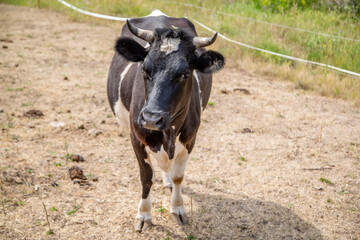 black and white cow grazing in the paddock