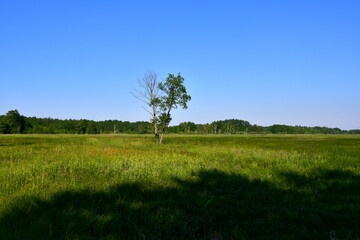 Fototapeta na wymiar A close up on a single deciduous tree growing in the middle of a vast field, meadow, or pastureland with some dense forest or moor visible in the distance seen on a sunny summer day in Poland