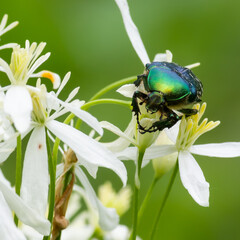 beetle on white wildflowers close up on a green background