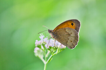 Fototapeta premium Kleines Wiesenvögelchen