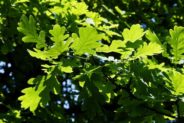 Fototapeta na wymiar green growing leaves of Quercus robur-Holm-oak.pedunculate oak tree