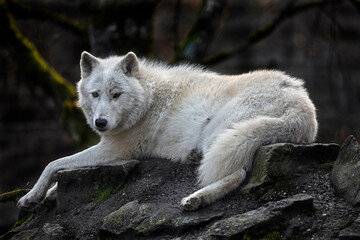 Arctic wolf on the rock. Latin name - Canis lupus arctos	
