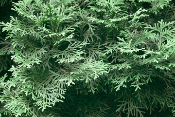 Naklejka na ściany i meble Natural green leaves texture in the forest close up. foliage natural floral background of fir in sunlight. close-up