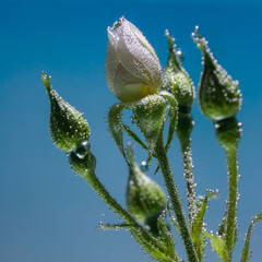 white rose underwater with air bubbles on a blue background