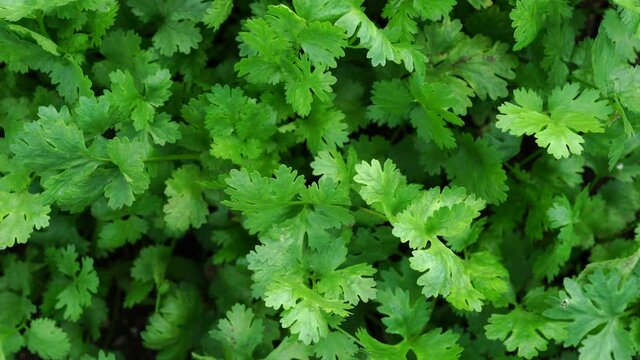 Fresh cilantro leaves and plants in organic planting plots.