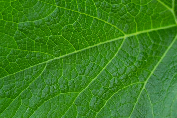 Fototapeta premium green leaves of vines or pumpkin plants