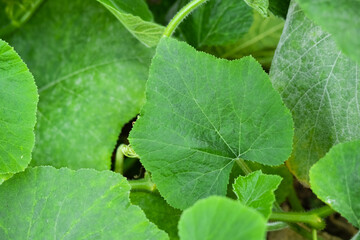green leaves of vines or pumpkin plants