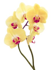 Naklejka na ściany i meble pink and yellow flowers orchid Phalaenopsis close up