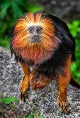 Golden-headed lion tamarin in its enclosure. Latin name - Leontopithecus chrysomelas