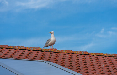 Norden eine Möwe sitzt auf einem Roten Ziegeldach vor blauem Himmel 